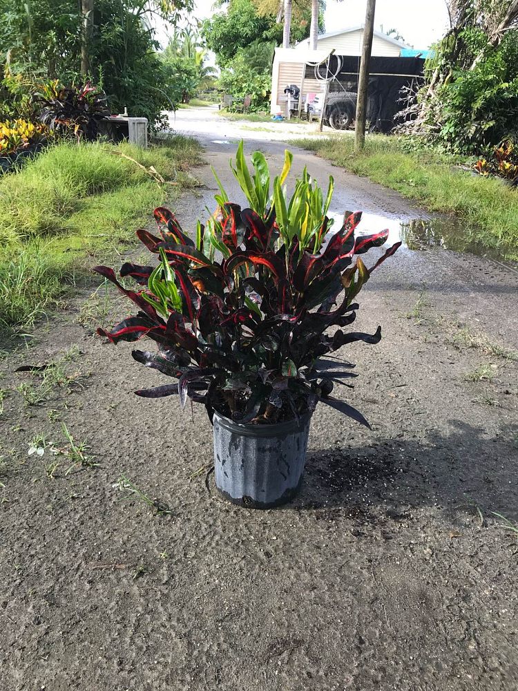 codiaeum-variegatum-mammey-croton