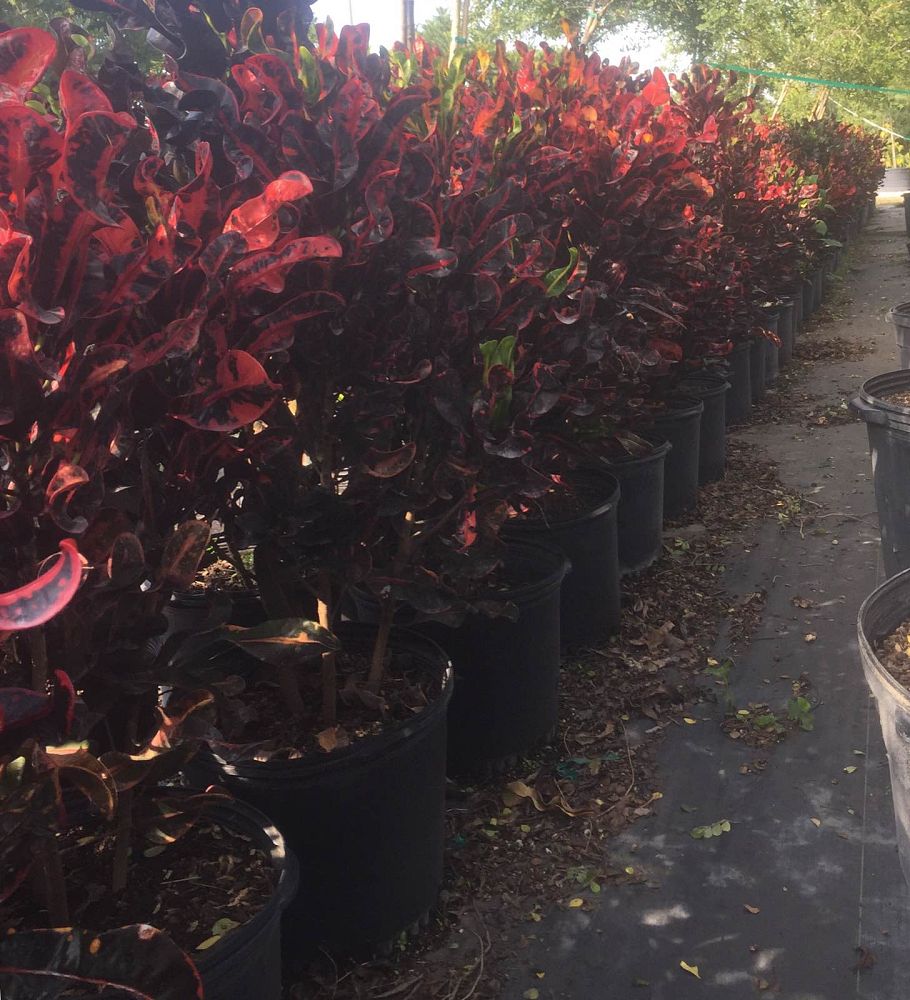 codiaeum-variegatum-mammey-croton