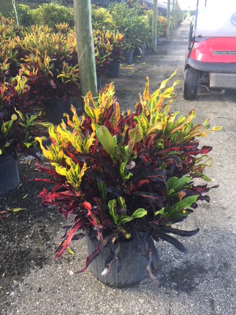codiaeum-variegatum-mammey-croton