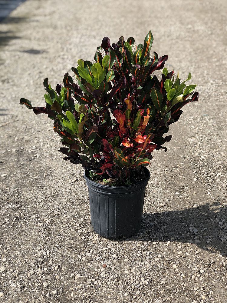 codiaeum-variegatum-mammey-croton