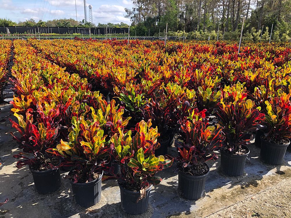 codiaeum-variegatum-mammey-croton
