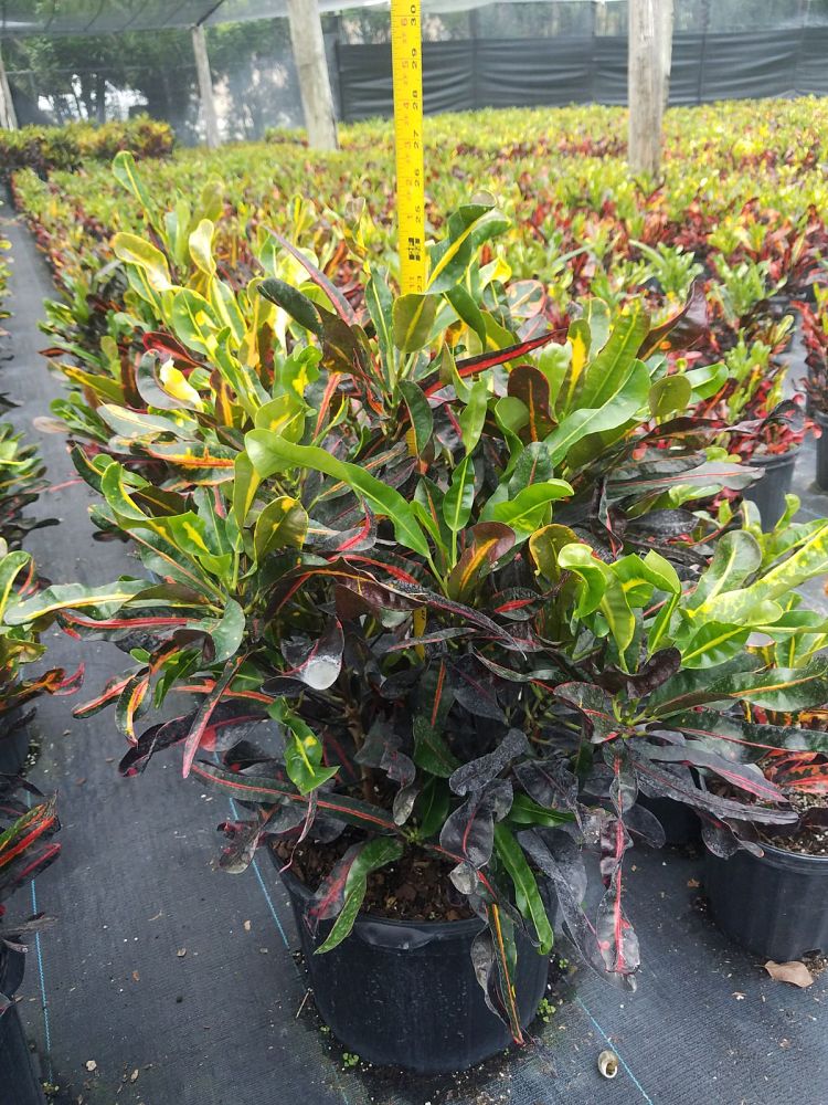 codiaeum-variegatum-mammey-croton