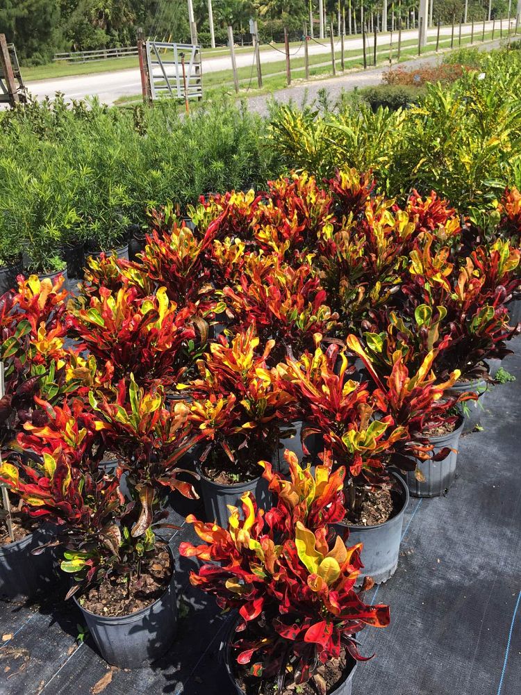 codiaeum-variegatum-mammey-croton