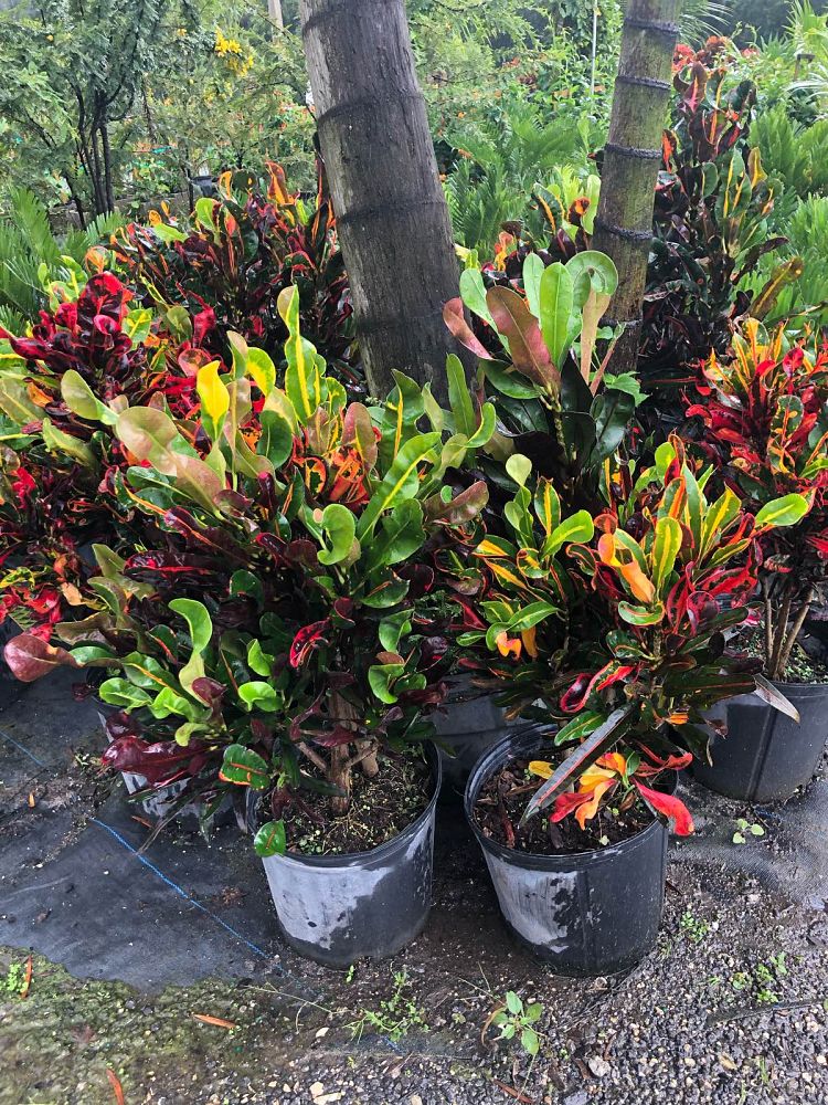codiaeum-variegatum-mammey-croton