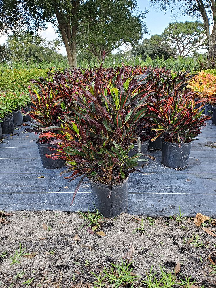 codiaeum-variegatum-mammey-croton