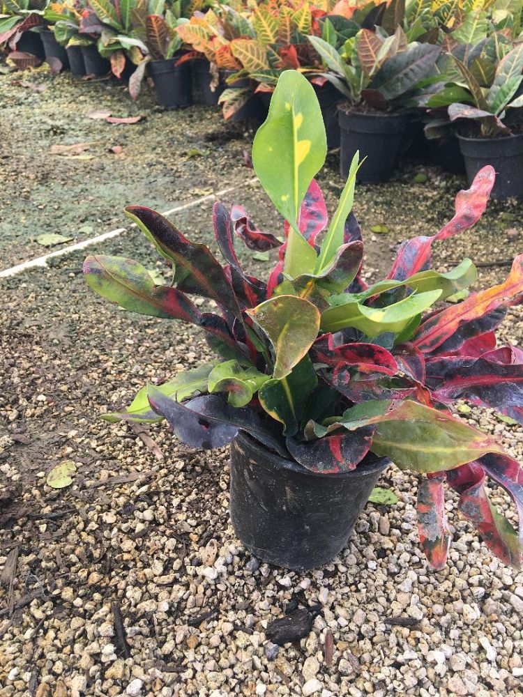 codiaeum-variegatum-mammey-croton