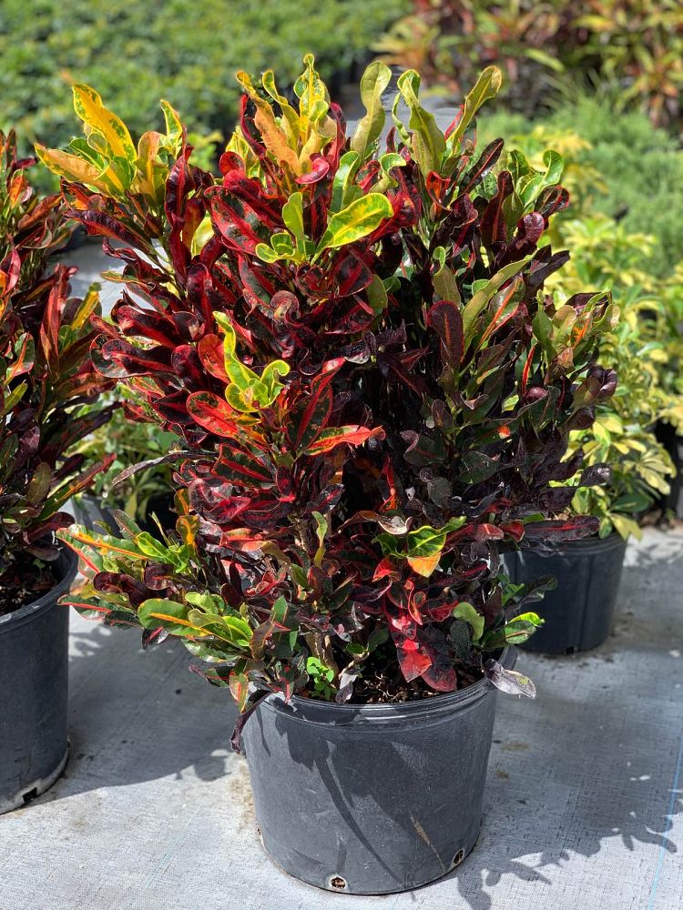 codiaeum-variegatum-mammey-croton