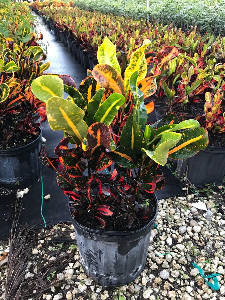 codiaeum-variegatum-mammey-croton