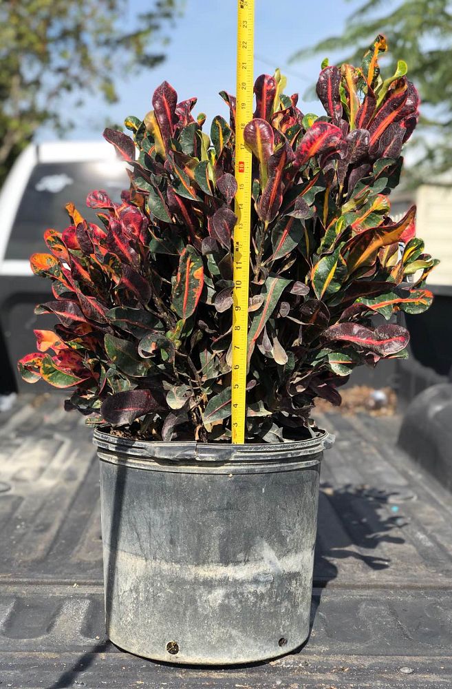 codiaeum-variegatum-mammey-croton