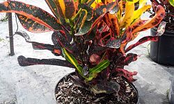 codiaeum-variegatum-mammey-croton