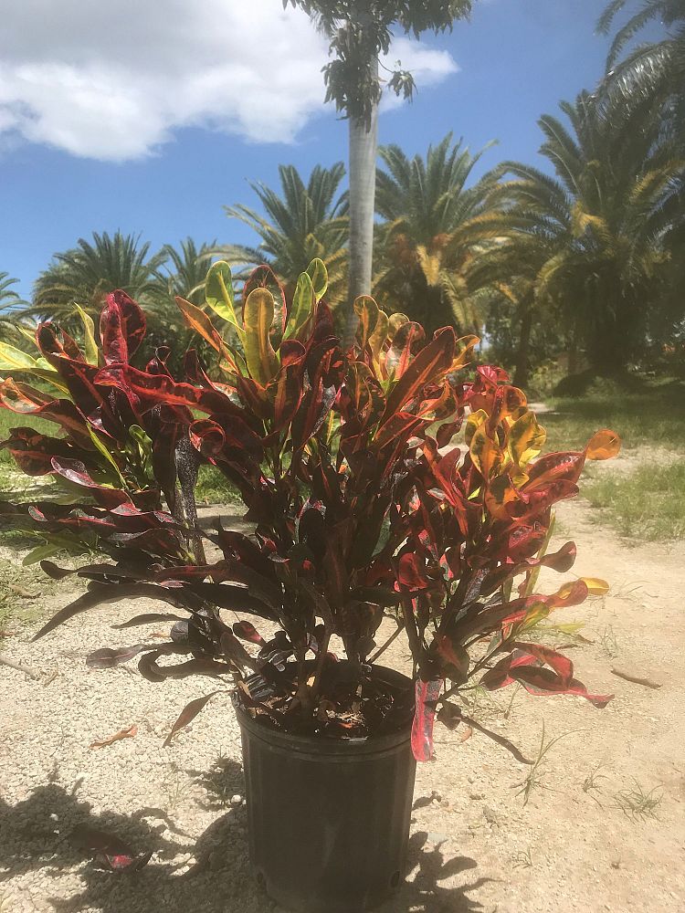 codiaeum-variegatum-mammey-croton
