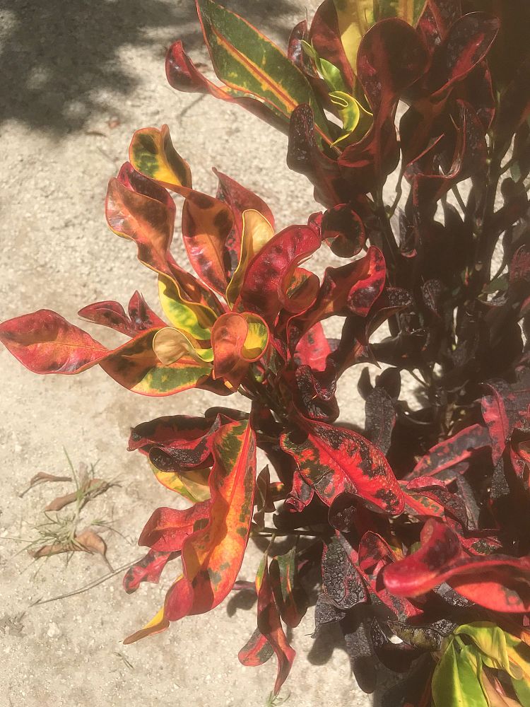 codiaeum-variegatum-mammey-croton