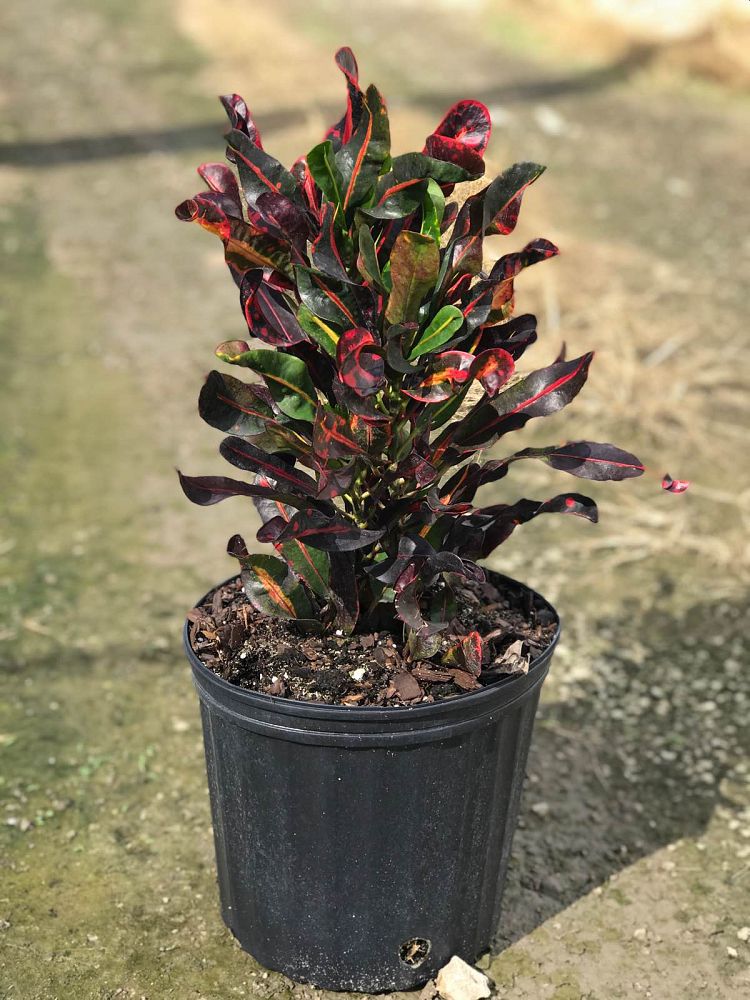 codiaeum-variegatum-mammey-croton