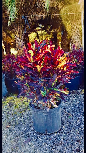 codiaeum-variegatum-mammey-croton