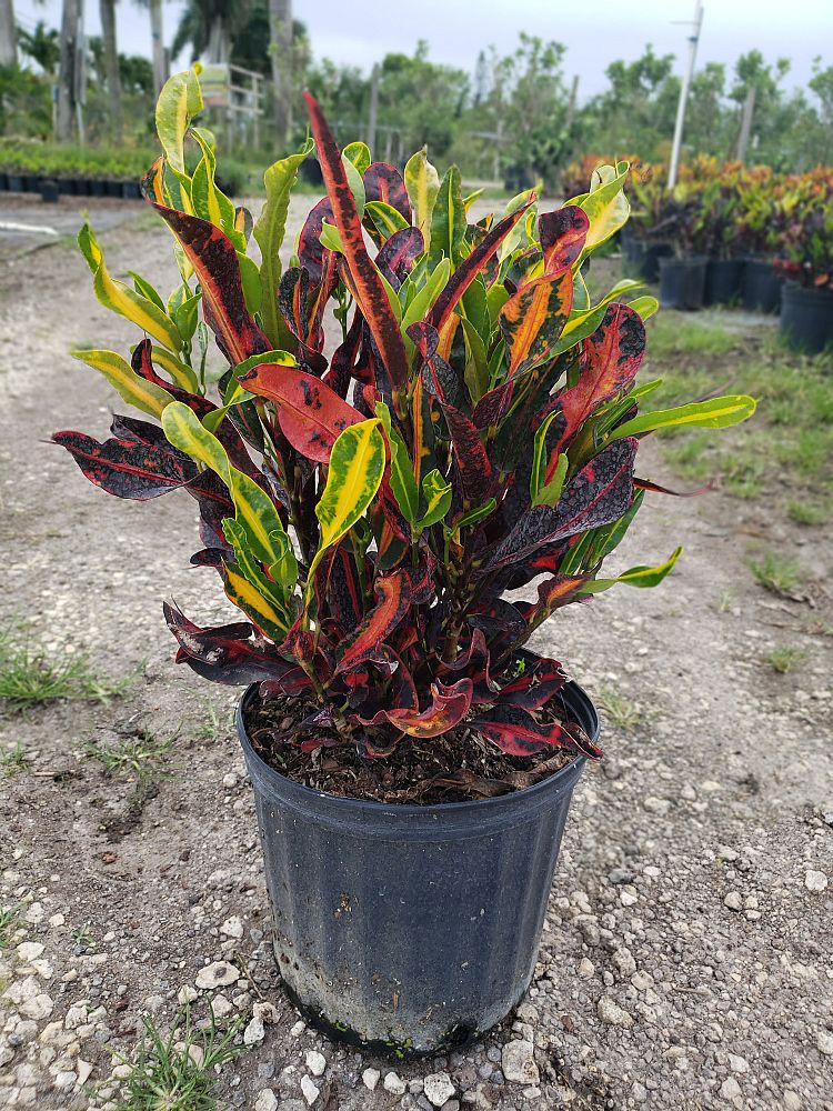 codiaeum-variegatum-mammey-croton