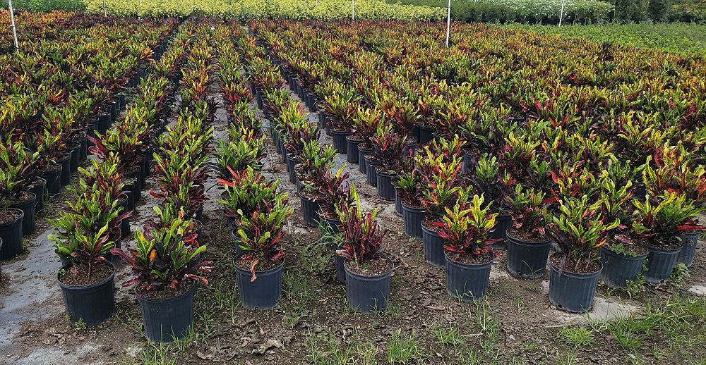 codiaeum-variegatum-mammey-croton