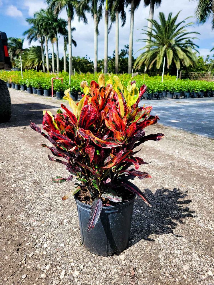 codiaeum-variegatum-mammey-croton