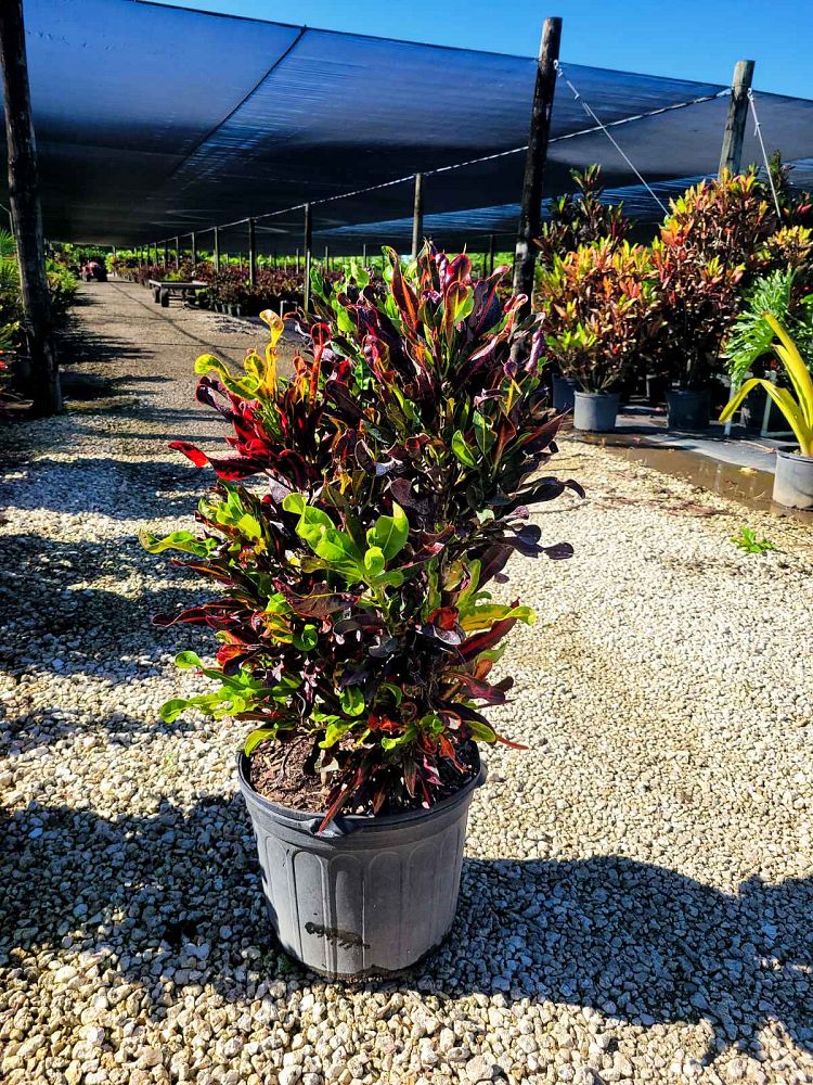 codiaeum-variegatum-mammey-croton