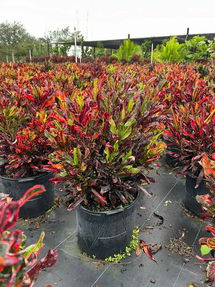 codiaeum-variegatum-mammey-croton