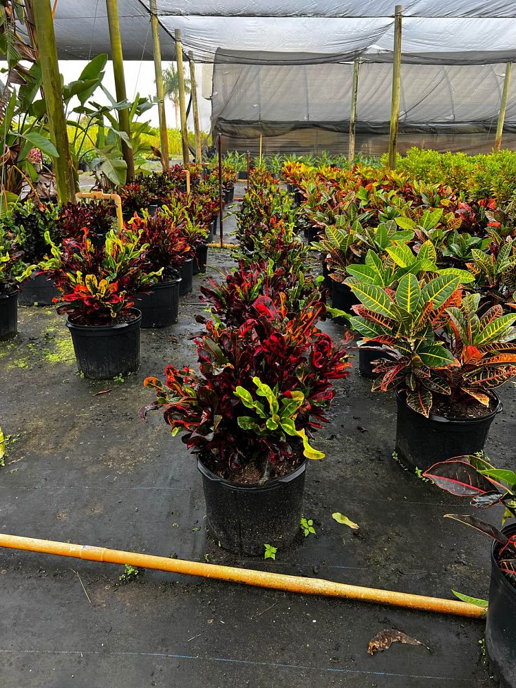codiaeum-variegatum-mammey-croton