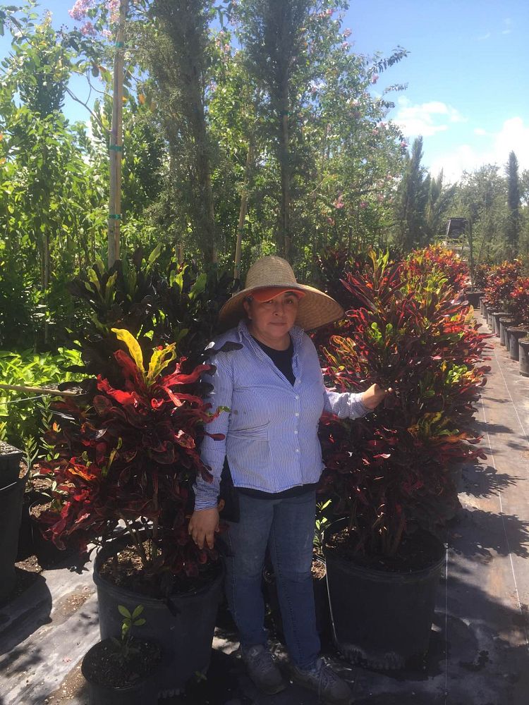 codiaeum-variegatum-mammey-croton