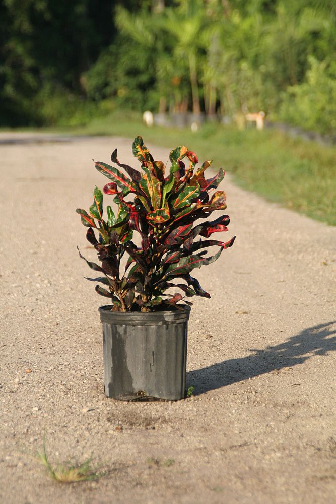 codiaeum-variegatum-mammey-croton
