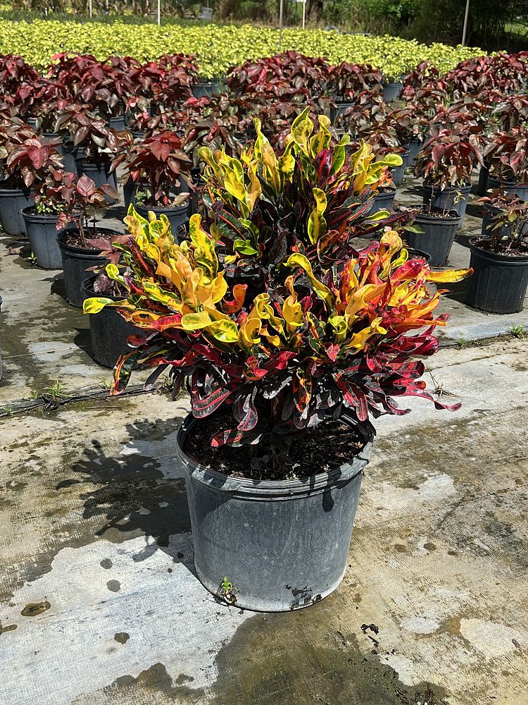 codiaeum-variegatum-mammey-croton