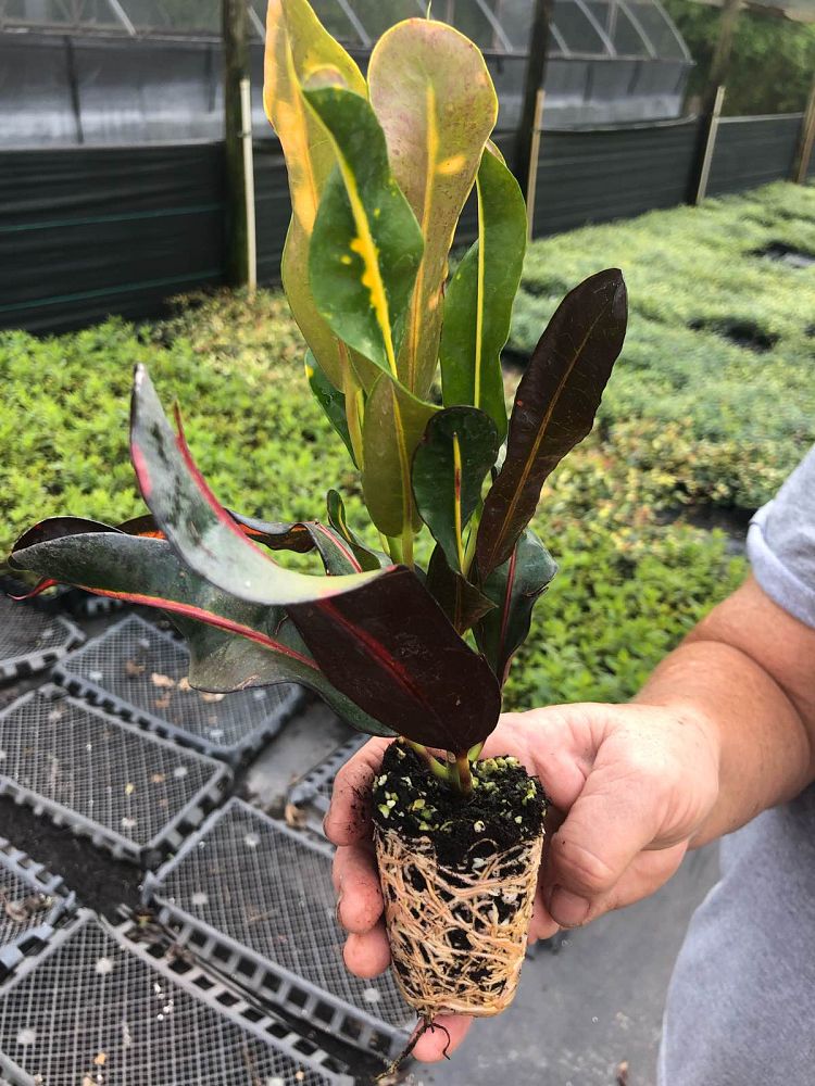 codiaeum-variegatum-mammey-croton