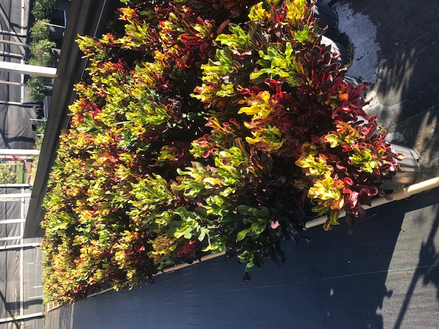 codiaeum-variegatum-mammey-croton