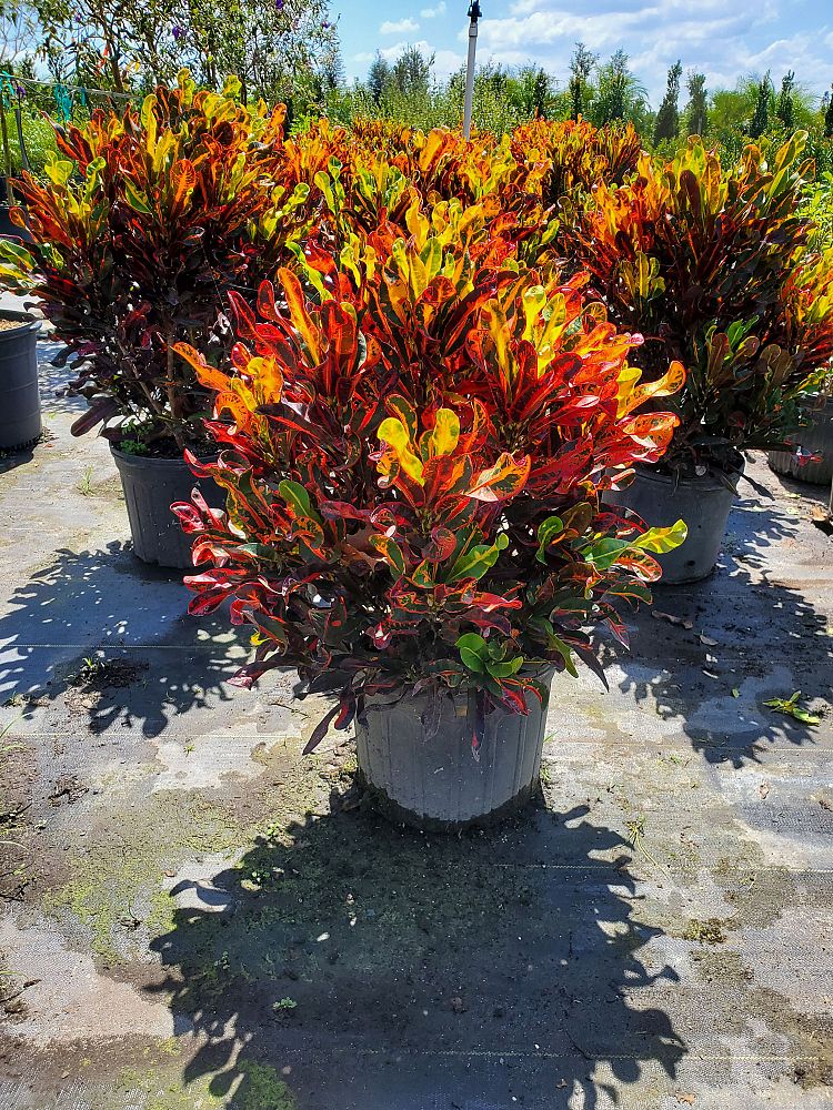 codiaeum-variegatum-mammey-croton
