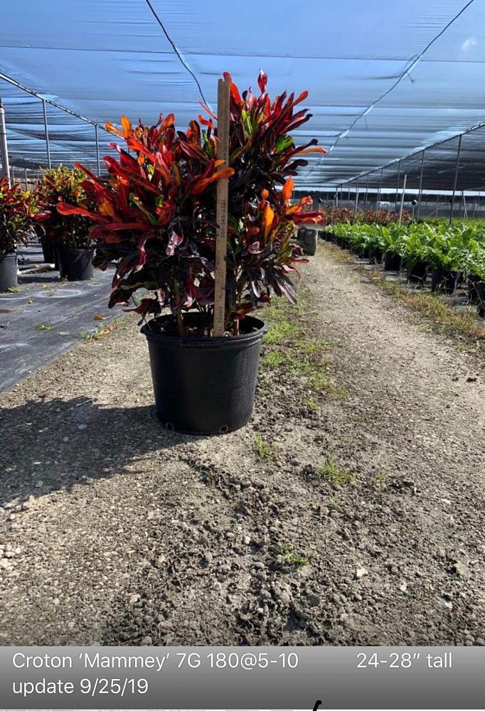 codiaeum-variegatum-mammey-croton