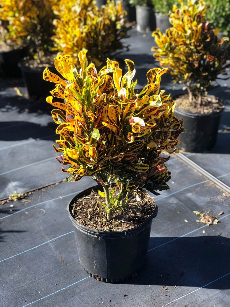 codiaeum-variegatum-mammey-croton