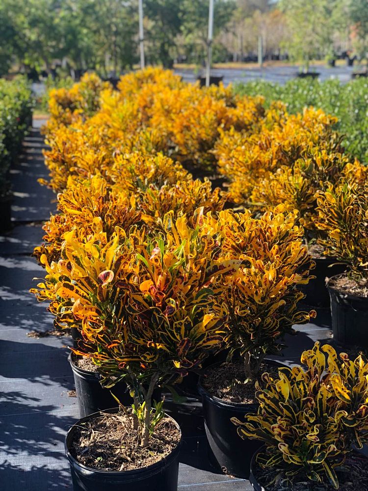 codiaeum-variegatum-mammey-croton