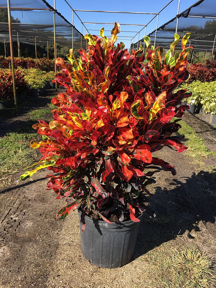 codiaeum-variegatum-mammey-croton
