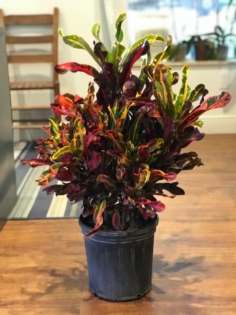 codiaeum-variegatum-mammey-croton