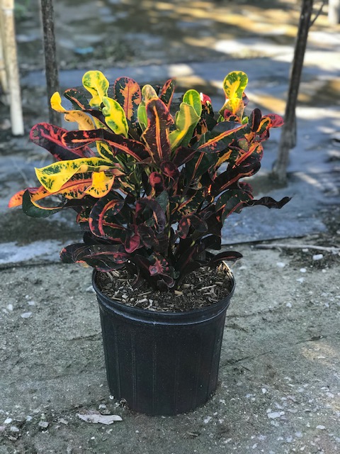 codiaeum-variegatum-mammey-croton