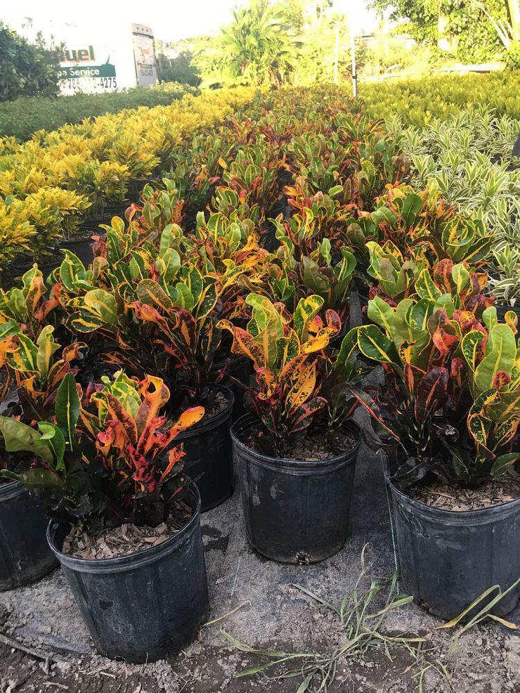 codiaeum-variegatum-mammey-croton