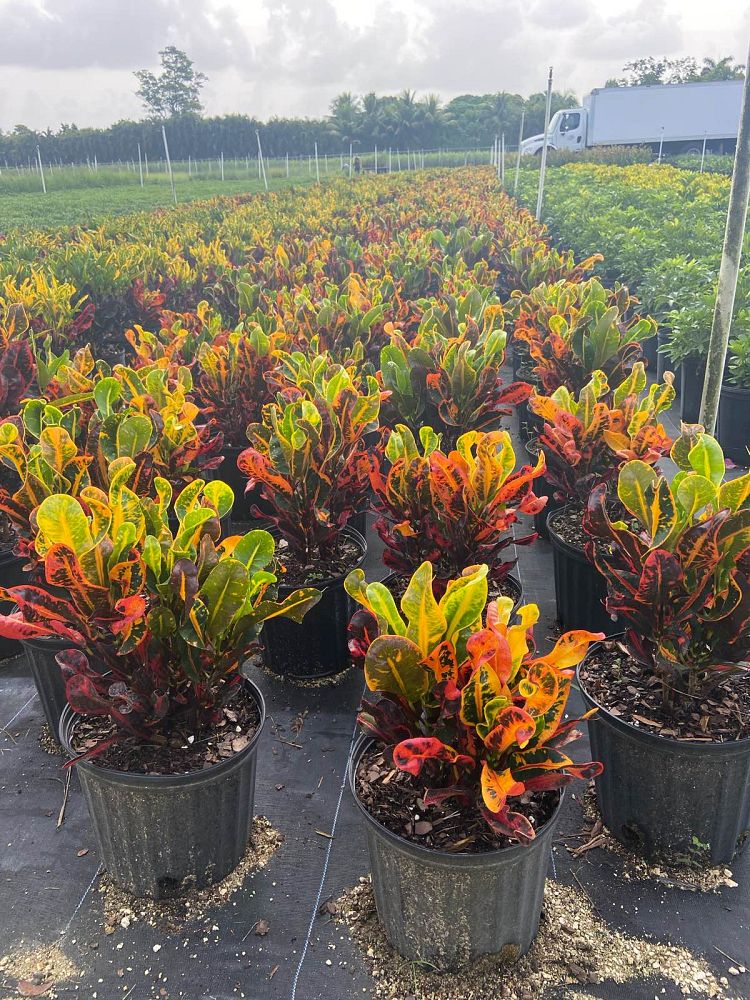 codiaeum-variegatum-mammey-croton