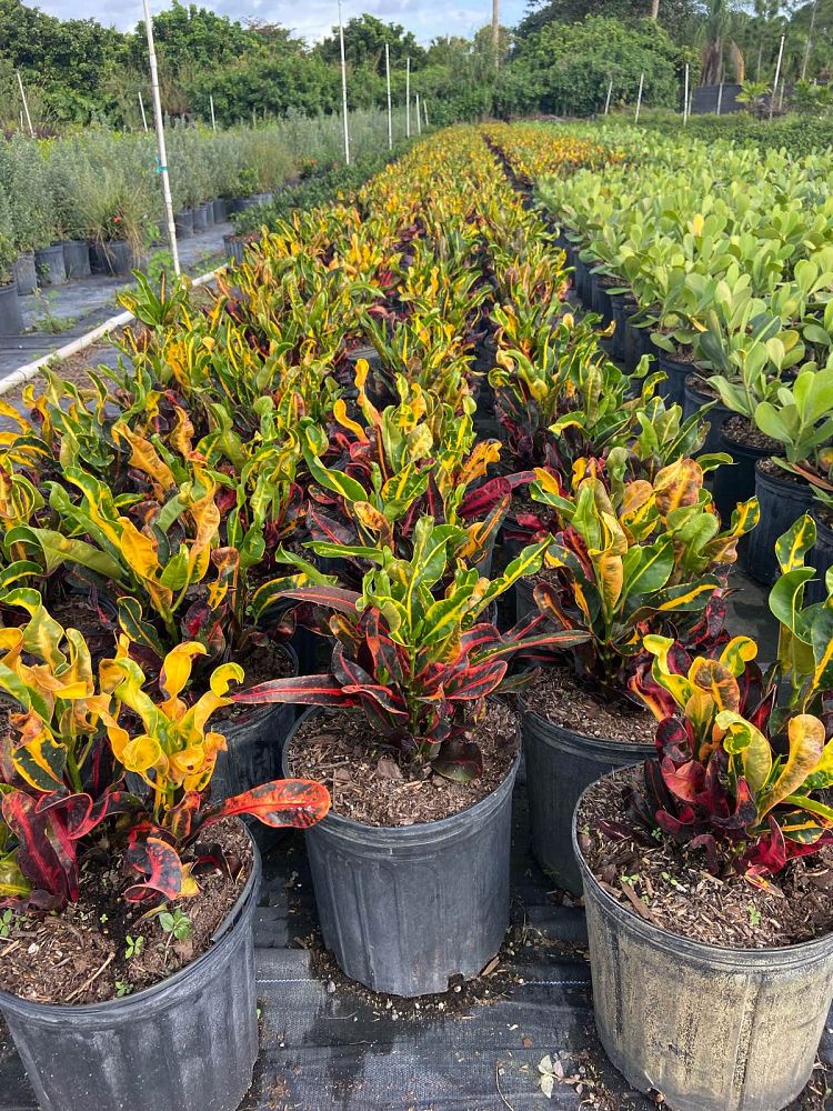 codiaeum-variegatum-mammey-croton
