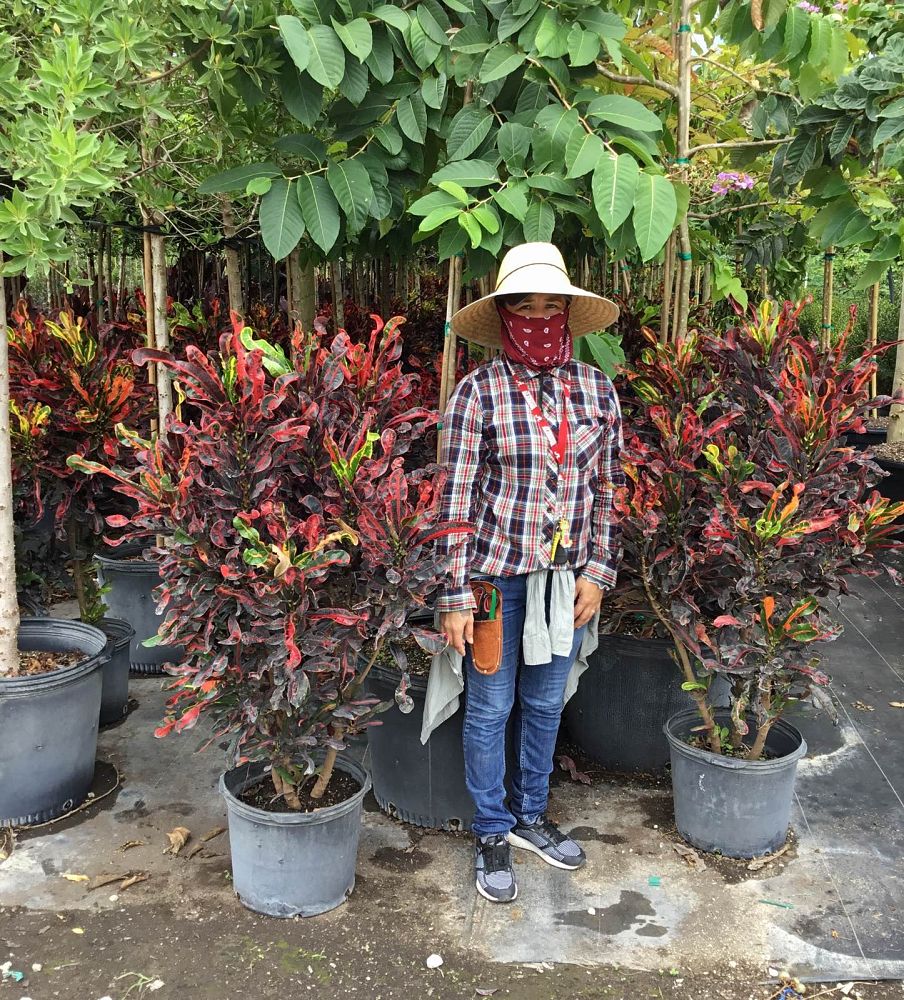codiaeum-variegatum-mammey-croton