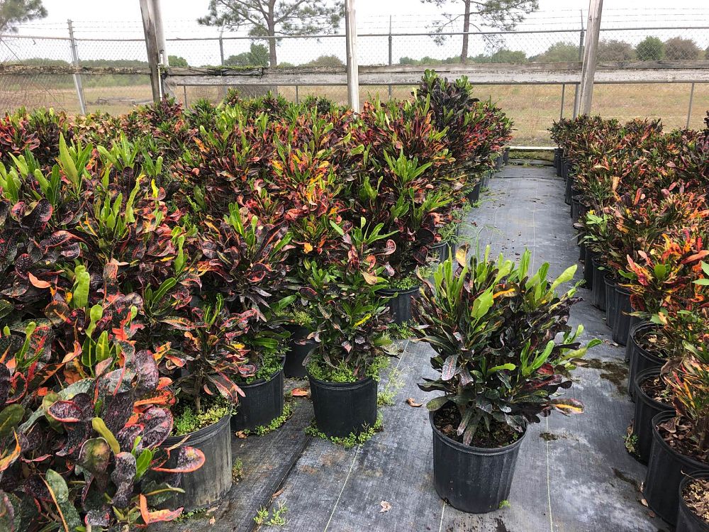 codiaeum-variegatum-mammey-croton