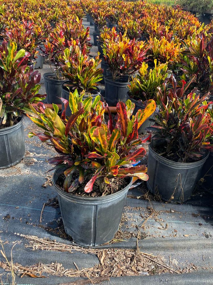 codiaeum-variegatum-mammey-croton