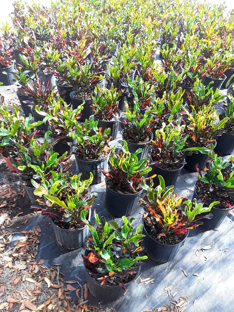 codiaeum-variegatum-mammey-croton