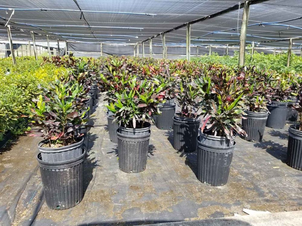 codiaeum-variegatum-mammey-croton