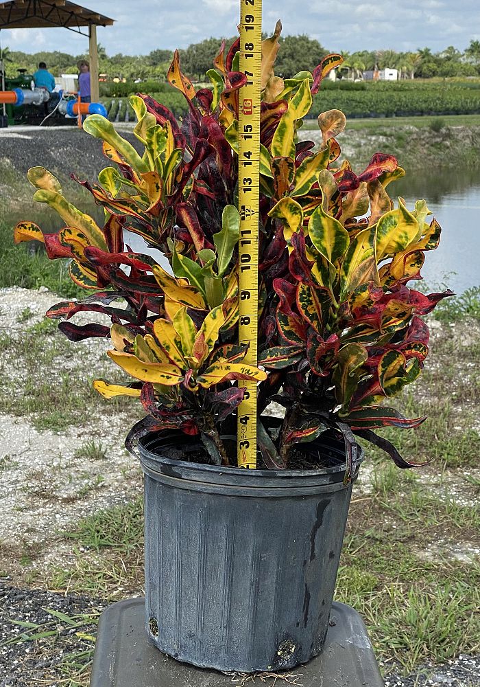 codiaeum-variegatum-mammey-croton