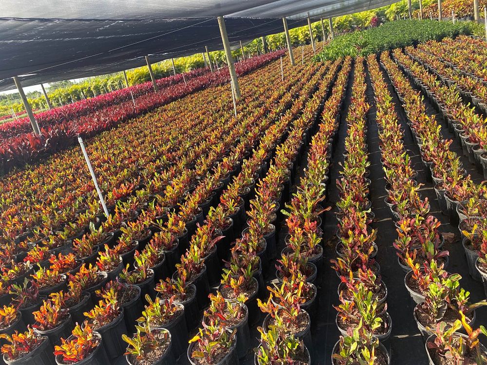 codiaeum-variegatum-mammey-croton