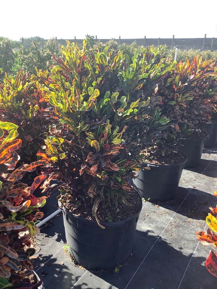 codiaeum-variegatum-mammey-croton