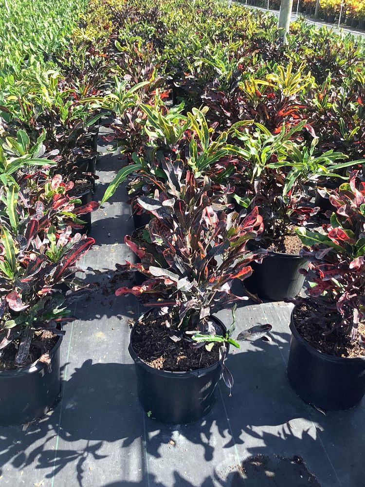 codiaeum-variegatum-mammey-croton