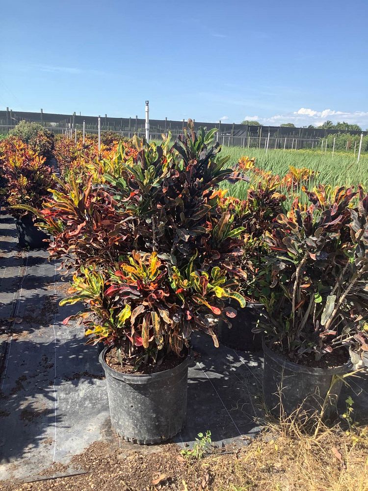 codiaeum-variegatum-mammey-croton