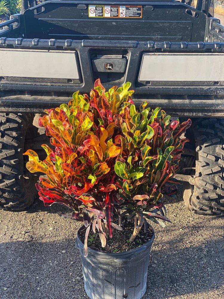 codiaeum-variegatum-mammey-croton